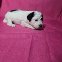 Romeo, a male Sheepadoodle for sale in League City, TX – Photo 3 of 5