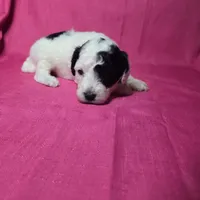 Romeo, a male Sheepadoodle for sale in League City, TX – Photo 2 of 5