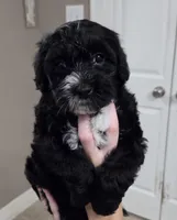 Honey, a female Sheepadoodle for sale in League City, TX – Photo 2 of 4