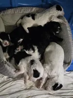 processed/a4f6803f-876d-4999-aed7-f05ecd193936/listing/f3717409-466e-437b-bdfe-66735dec4097/72e675be-e938-4343-8c79-af0303e9b5f9