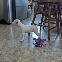 Jill, a female Jack Russell Terrier for sale in Pocahontas, IL – Photo 2 of 3