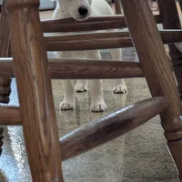 Jill, a female Jack Russell Terrier for sale in Pocahontas, IL – Photo 3 of 3