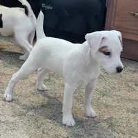 Jill, a female Jack Russell Terrier for sale in Pocahontas, IL – Photo 1 of 3