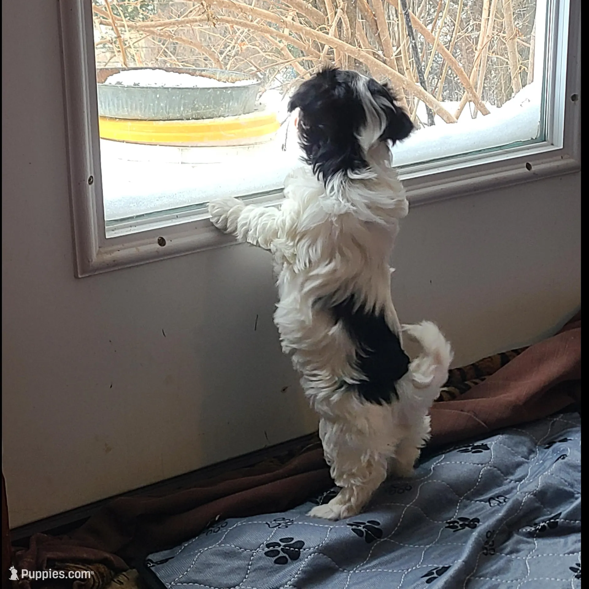 Beanie Baby, a male Havanese for sale in Cokato, MN – Photo 3 of 3