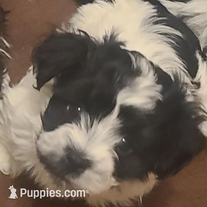Beanie Baby, a male Havanese for sale in Cokato, MN – Photo 2 of 3