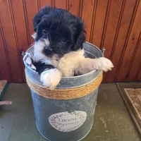 Snookie , a male Havanese for sale in Cokato, MN – Photo 1 of 4