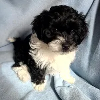 Snookie , a male Havanese for sale in Cokato, MN – Photo 2 of 4