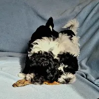 Snookie , a male Havanese for sale in Cokato, MN – Photo 4 of 4