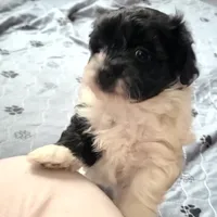 Snookie , a male Havanese for sale in Cokato, MN – Photo 3 of 4