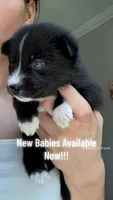 Jewels , a  Pomsky for sale in Albany, NY – 3 of 3