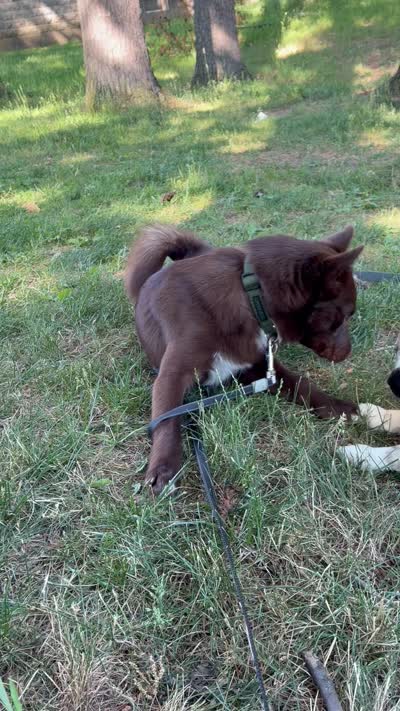 Chrome , a male Pomsky for sale in Albany, NY – 1 of 1