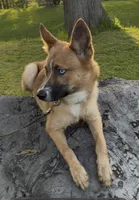 Crush, a male Pomsky for sale in Albany, NY – 2 of 6