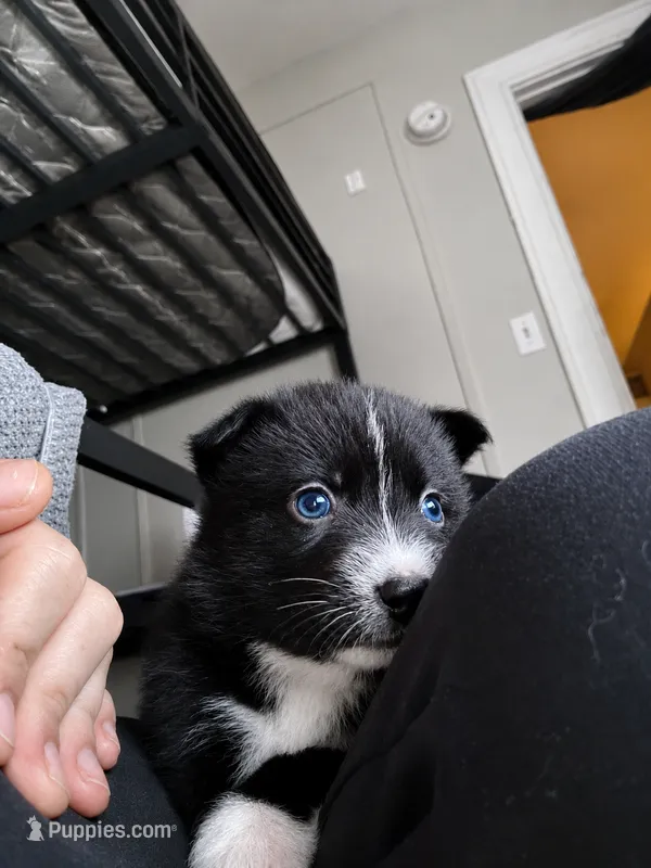 Jewels  – Pomsky puppy for sale in Albany, NY