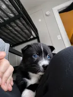 Jewels , a  Pomsky for sale in Albany, NY – 1 of 3