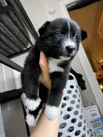Jewels , a  Pomsky for sale in Albany, NY – 2 of 3