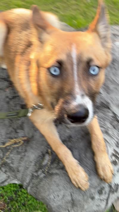 Crush, a male Pomsky for sale in Albany, NY – 4 of 6