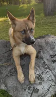 Crush, a male Pomsky for sale in Albany, NY – 5 of 6