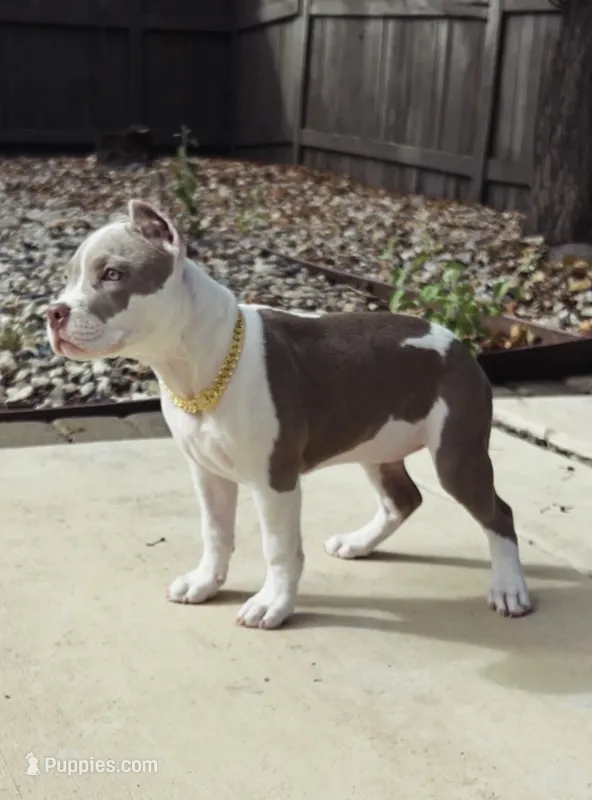 X – American Pit Bull Terrier puppy for sale in Sacramento, CA