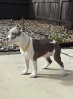 X, a female American Pit Bull Terrier for sale in Sacramento, CA – 1 of 3