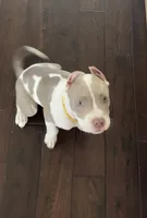 X, a female American Pit Bull Terrier for sale in Sacramento, CA – 2 of 3