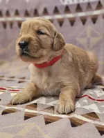 AKC Red collar female , a female Golden Retriever for sale in Walnut Grove, MO – 5 of 5
