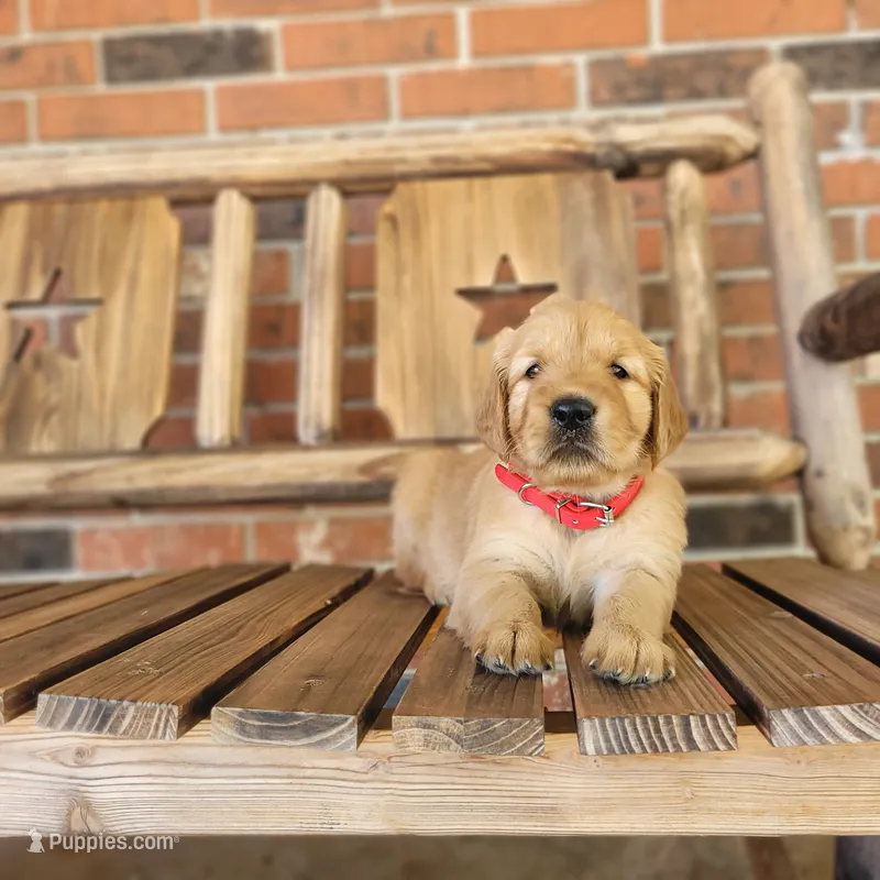 AKC Red collar female  – Golden Retriever puppy for sale in Walnut Grove, MO