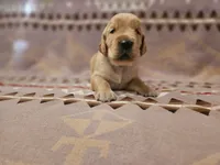 AKC Blue collar Male, a male Golden Retriever for sale in Walnut Grove, MO – 3 of 6