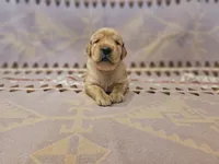 AKC Yellow collar Male , a male Golden Retriever for sale in Walnut Grove, MO – 9 of 10