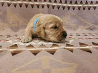 AKC Blue collar Male, a male Golden Retriever for sale in Walnut Grove, MO – 5 of 6