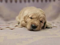 AKC Pink Collar Female , a female Golden Retriever for sale in Walnut Grove, MO – 2 of 5