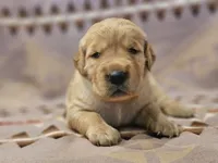 AKC Pink Collar Female , a female Golden Retriever for sale in Walnut Grove, MO – 5 of 5