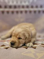 AKC Purple collar Female , a female Golden Retriever for sale in Walnut Grove, MO – 3 of 4