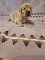 AKC Yellow collar Male , a male Golden Retriever for sale in Walnut Grove, MO – 7 of 10