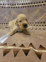 AKC Brown Collar Male , a male Golden Retriever for sale in Walnut Grove, MO – 6 of 7