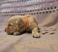 AKC Orange Collar male, a male Golden Retriever for sale in Walnut Grove, MO – 2 of 3