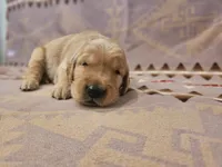 AKC Grey collar Male, a male Golden Retriever for sale in Walnut Grove, MO – 3 of 5