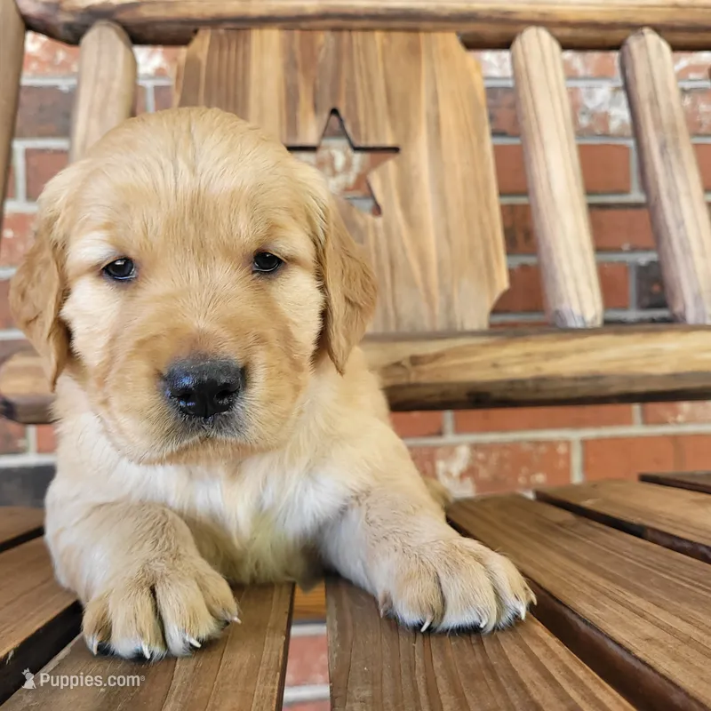 AKC Pink Collar Female  – Golden Retriever puppy on hold in Walnut Grove, MO