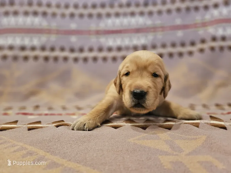AKC Orange Collar male – Golden Retriever puppy for sale in Walnut Grove, MO