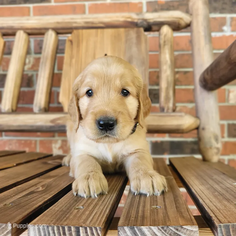AKC Black collar Male – Golden Retriever puppy for sale in Walnut Grove, MO