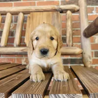 AKC Black collar Male, a male Golden Retriever for sale in Walnut Grove, MO – 1 of 9