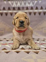 AKC Red collar female , a female Golden Retriever for sale in Walnut Grove, MO – 3 of 5