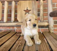 AKC Black collar Male, a male Golden Retriever for sale in Walnut Grove, MO – 6 of 9