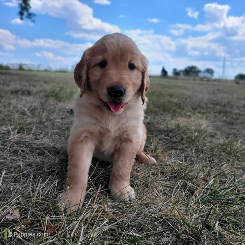 AKC Orange Collar male – Golden Retriever puppy for sale in Walnut Grove, MO