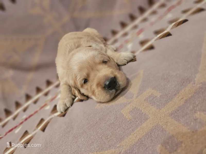 AKC Brown Collar Male  – Golden Retriever puppy for sale in Walnut Grove, MO