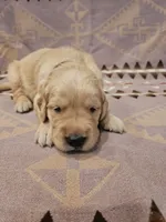 AKC Brown Collar Male , a male Golden Retriever for sale in Walnut Grove, MO – 4 of 7