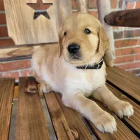 AKC Black collar Male, a male Golden Retriever for sale in Walnut Grove, MO – 4 of 9