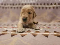 AKC Blue collar Male, a male Golden Retriever for sale in Walnut Grove, MO – 2 of 6