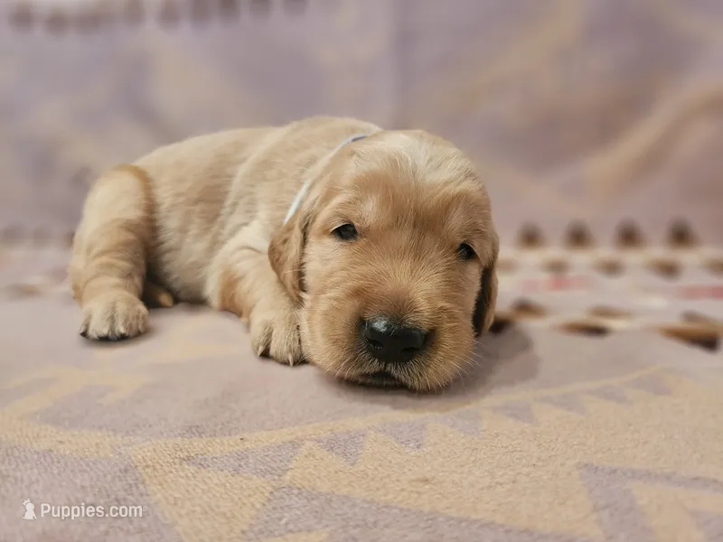 AKC Grey collar Male – Golden Retriever puppy for sale in Walnut Grove, MO