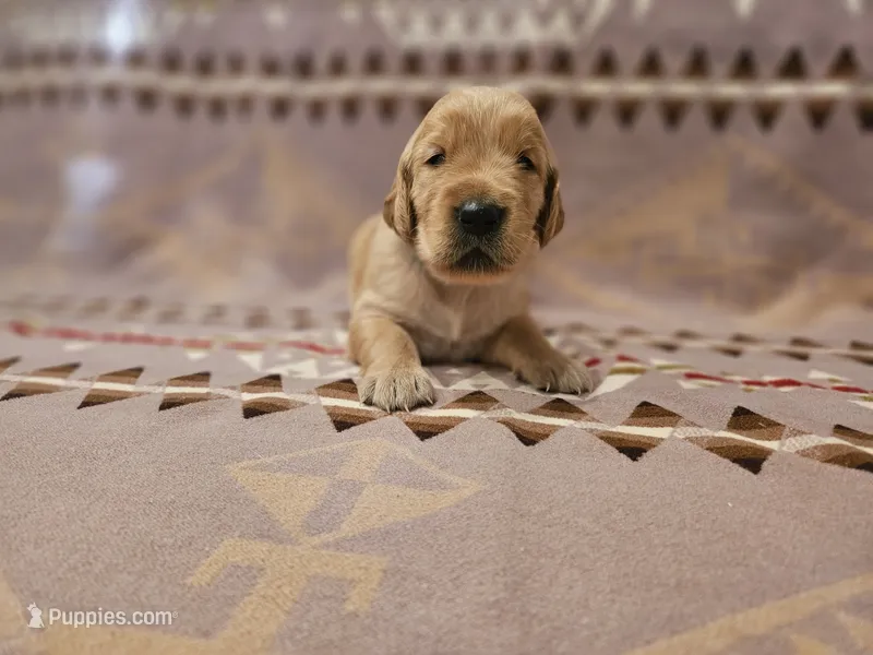 AKC Blue collar Male – Golden Retriever puppy for sale in Walnut Grove, MO