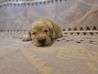 AKC Yellow collar Male , a male Golden Retriever for sale in Walnut Grove, MO – 3 of 10